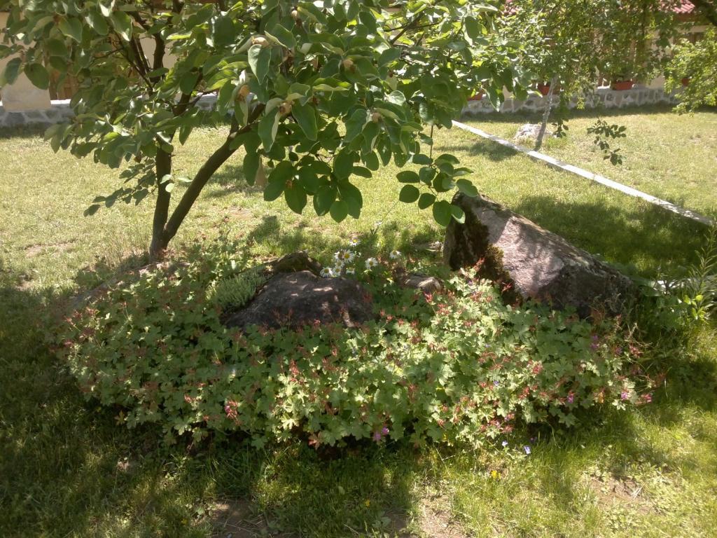 Villa Nanevi Teteven Εξωτερικό φωτογραφία